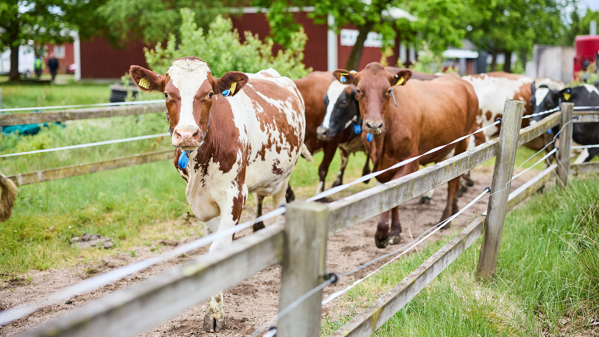 Kor på väg ut på kosläpp