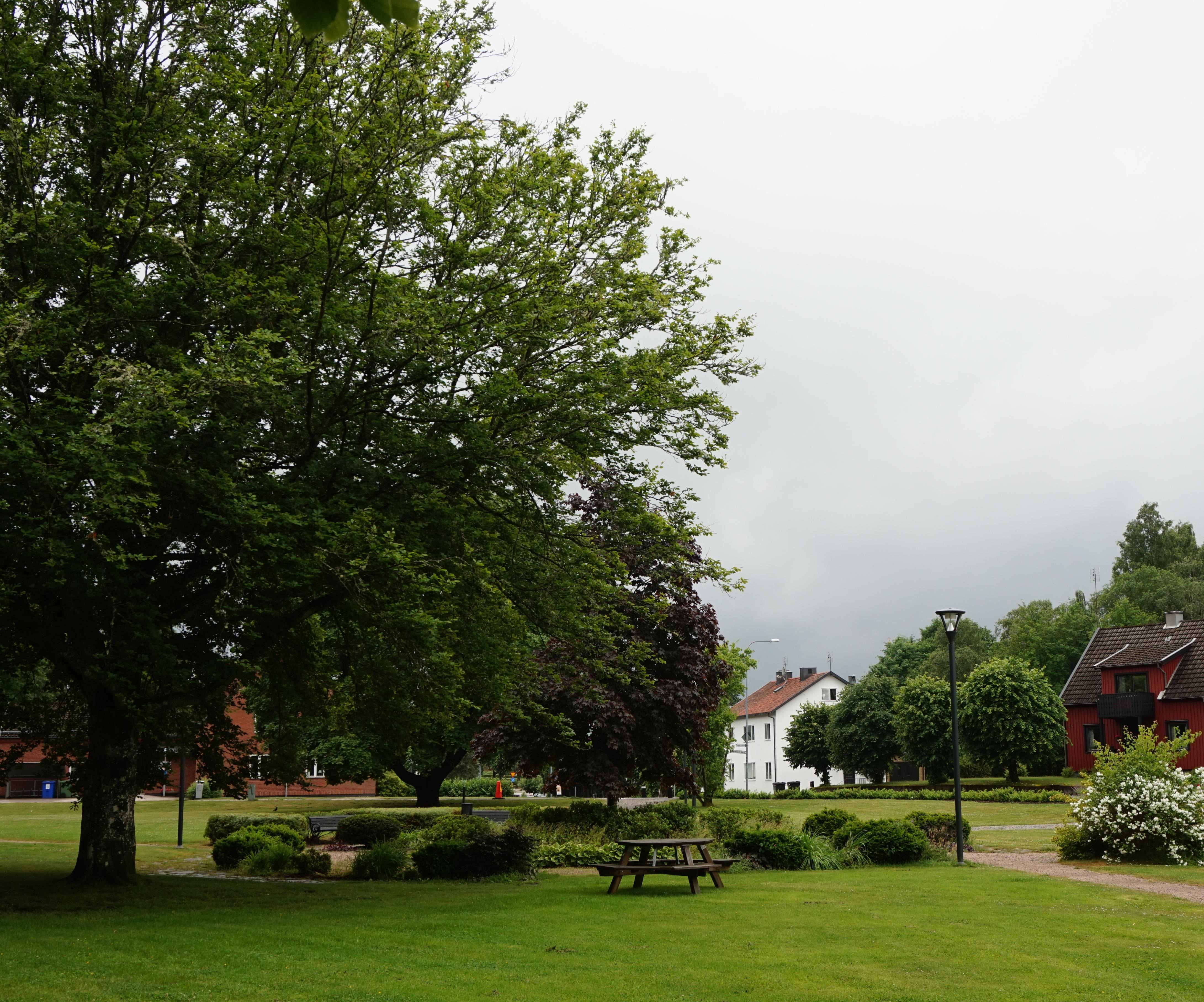 Stor ek i ekenparken