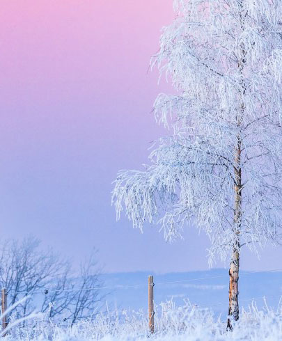 Snötäckta träd med en rosa himmel och vatten i bagrunden.