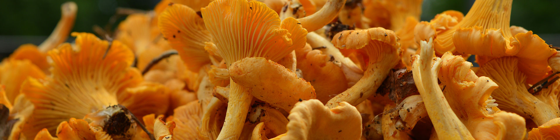 Gula kantareller, Foto av Sarah Besker