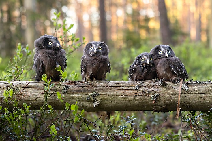 fyra stycken ugglor på en stock i skogen