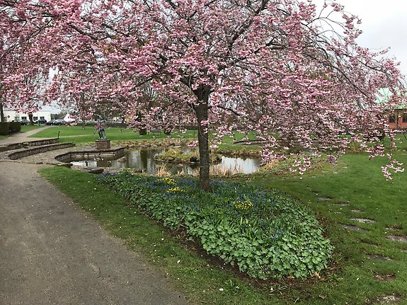 Blommande träd kyrkparken