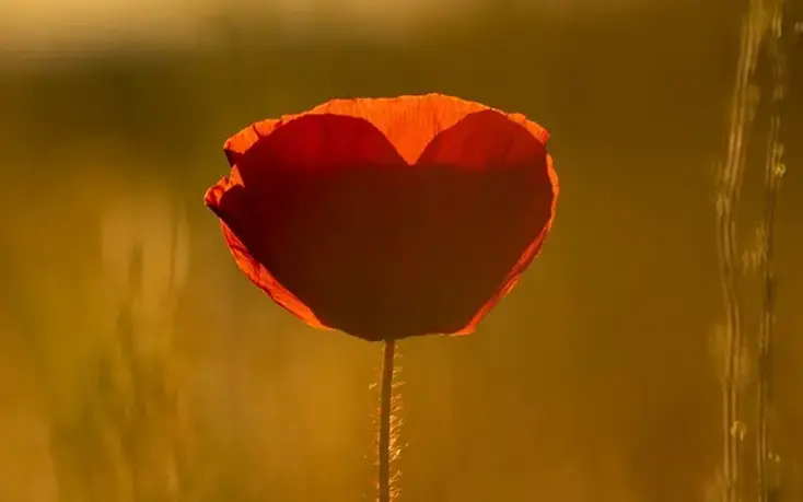 En röd vallmoblomma i solnedgång