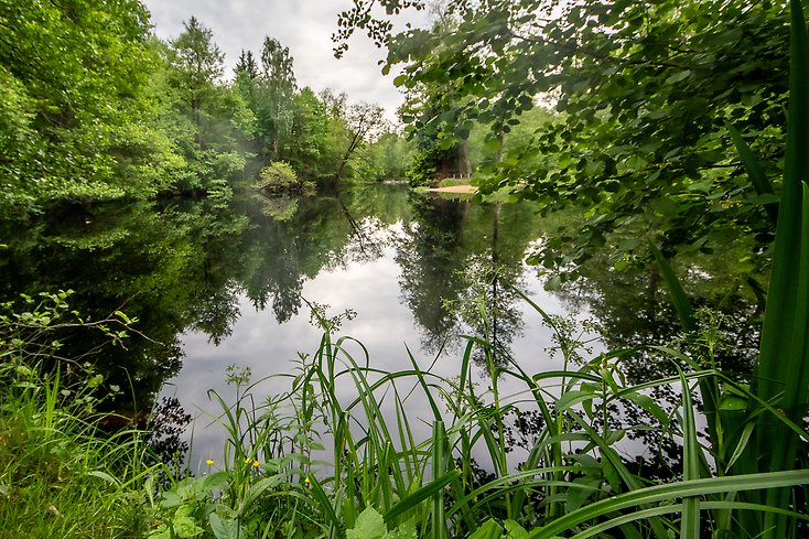 en vy över en å med gröna växter runt