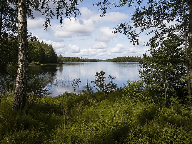 en ai-bild över en sjö med björkar framför