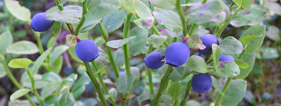 Bild på blåbär